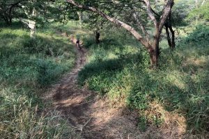 rhino-trails-mountain-biking (27)